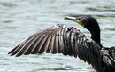 Cormoran_DSC06917_DxO