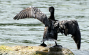 Cormoran_DSC06918_DxO