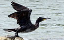 Cormoran_DSC06923_DxO