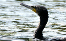 Cormoran_DSC06932_DxO