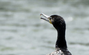 Cormoran_DSC06943_DxO