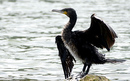 Cormoran_DSC06949_DxO