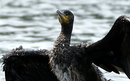 Cormoran_DSC06995_DxO