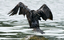 Cormoran_DSC07010_DxO