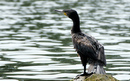 Cormoran_DSC07032_DxO