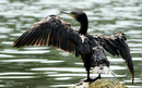 Cormoran_DSC07044_DxO