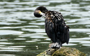 Cormoran_DSC07064_DxO