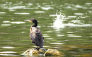 Cormoran_DSC07172_DxO