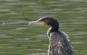 Cormoran_DSC07205_DxO