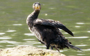 Cormoran_DSC07309_DxO