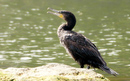 Cormoran_DSC07333_DxO