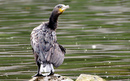 Cormoran_DSC07346_DxO