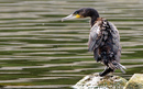 Cormoran_DSC07384_DxO