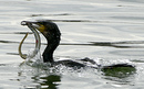 Cormoran_DSC07428_DxO