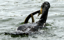 Cormoran_DSC07435_DxO