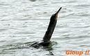 Cormoran_DSC07437_DxO