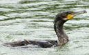 Cormoran_DSC07449_DxO