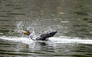 Cormoran_DSC07482_DxO