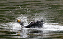 Cormoran_DSC07487_DxO