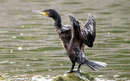 Cormoran_DSC07512_DxO