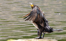 Cormoran_DSC07537_DxO