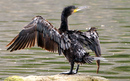 Cormoran_DSC07540_DxO