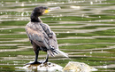 Cormoran_DSC07601_DxO