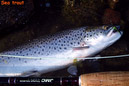 seatrout_a