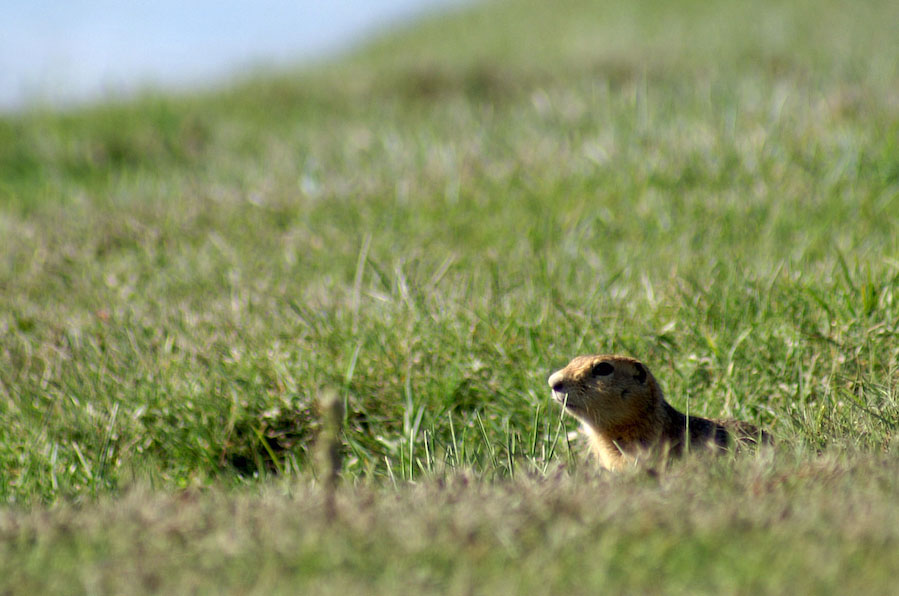 mongolie_47_