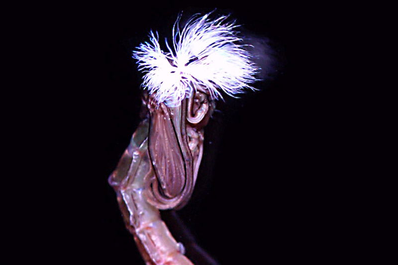 chironome_12_