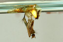 chironome_4_